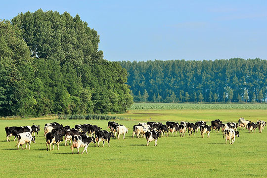 Paraná conquista o certificado de área livre de febre aftosa sem vacinação 